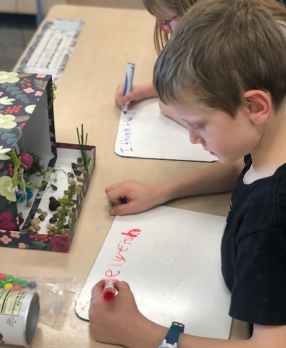 student writing on whiteboards in front of their ecosystems