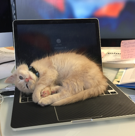 Image of kitten on computer keyboard
