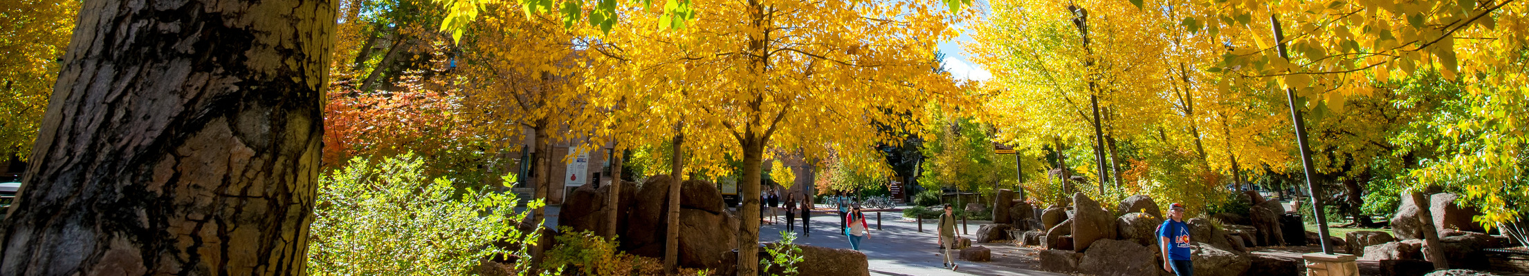 autumn trees with students walking on campus