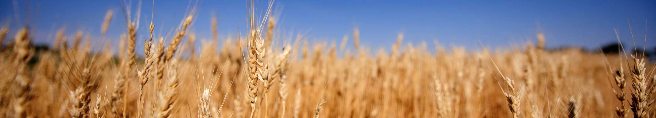 A wheat field against a clear sky.