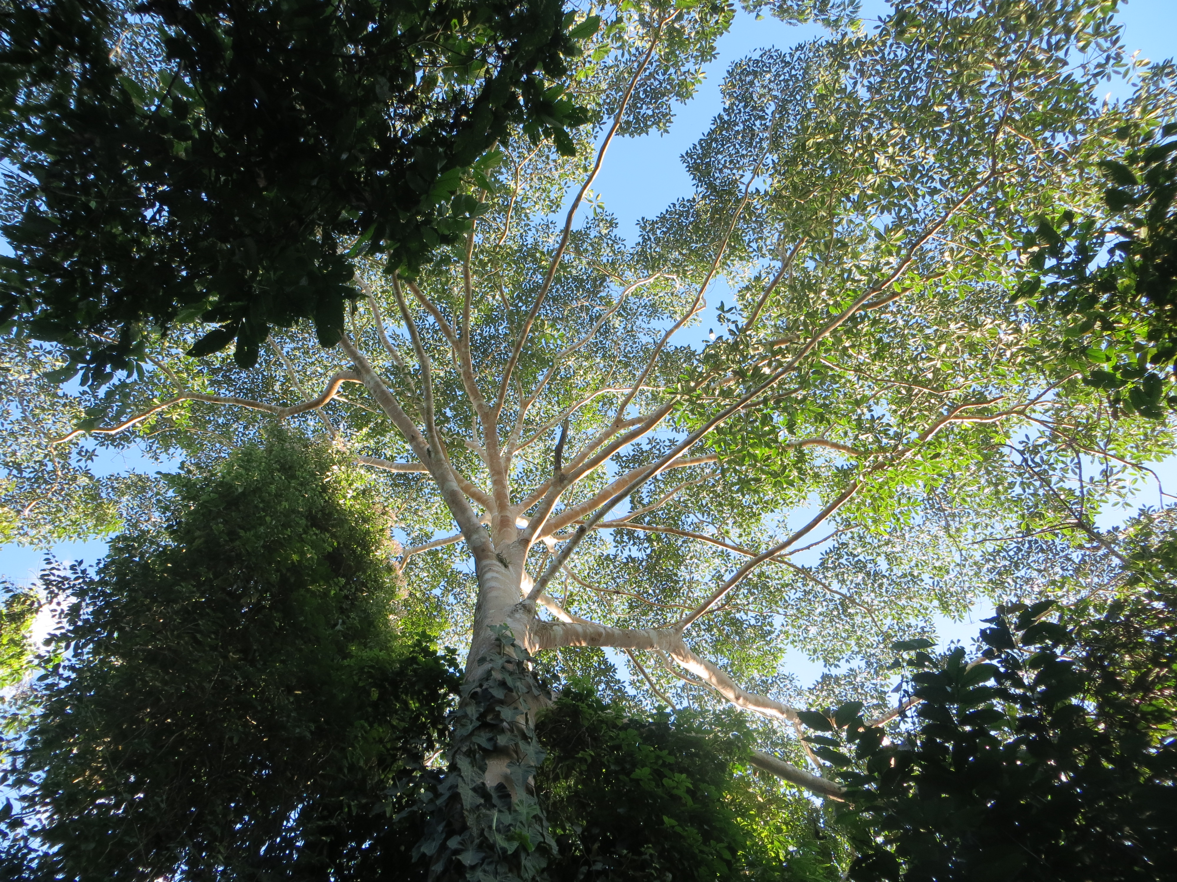 Photo looking up through the canopy of a Peruvian forest with multiple plant types; blue sky is visible among the leaves, branches, vines, and trunks.