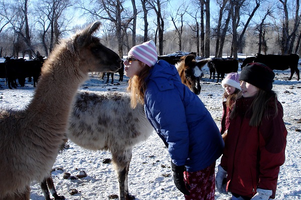 Stephanie Anderson touching noses with a llama on her farm