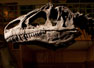 Geological artifact, dinosaur bones