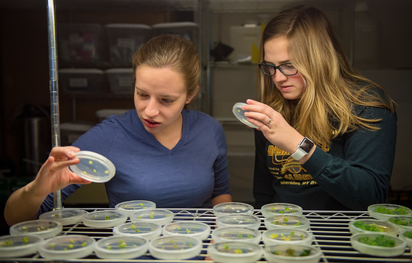 Students looking at petri dishes