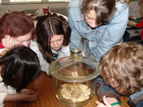 Five students examine beetles