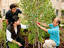 Three people planting a tree