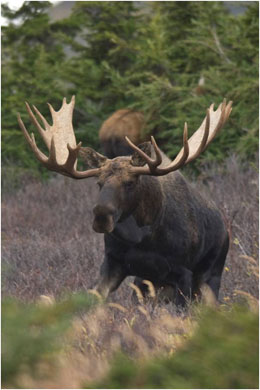 A moose