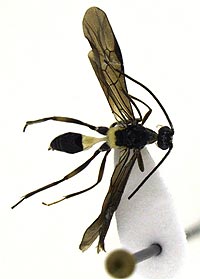 Three-striped winged insect