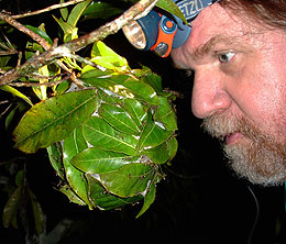 Man looking at insect nest