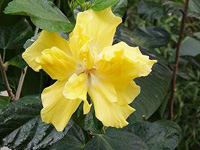 Yellow tropical flower