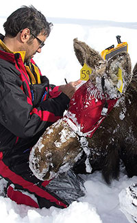man ear tagging blindfolded moose in snow