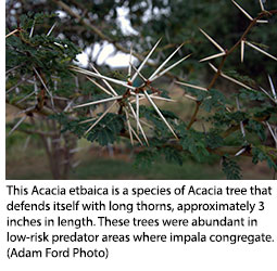 close up of acacia tree thorns