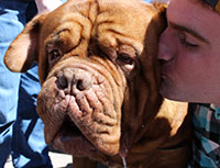 close up of person kissing large wrinkly brown dog