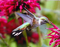 hummingbird hovering over flower