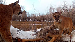 Two mountain lions facing each other in the wild