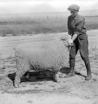 vintage photo of a man holding on to a sheep and showing if off
