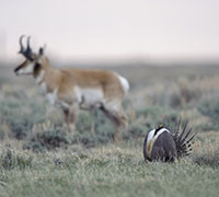 sage grouse on the prairie with antelope in background