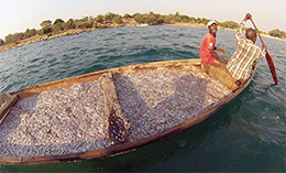 men paddling boat full of sardines in large lake