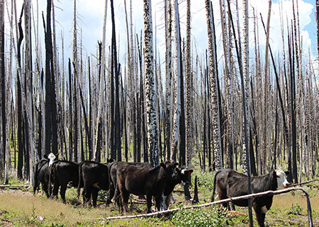 scorched tree trunks with cattle around them