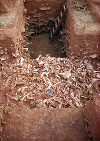 excavation pit with bones showing