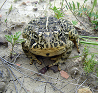 closeup of toad on the ground