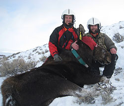 two men with tranquilized moose in snow