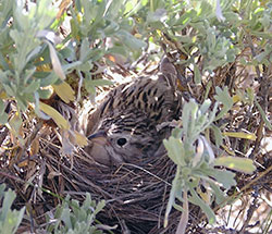small bird in a nest