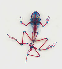 color-enhanced x-ray of deformed frog