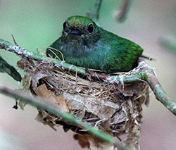blue-green bird sitting on a nest