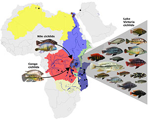 diagram of fish evolution