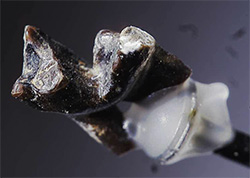 close up of fossil tooth