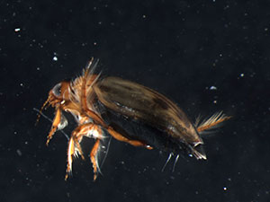 aquatic beetle