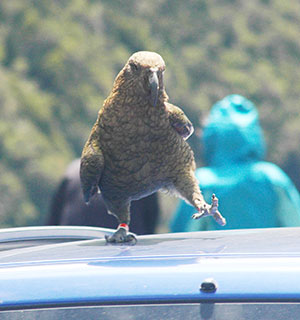 parrot standing on the roof of a car