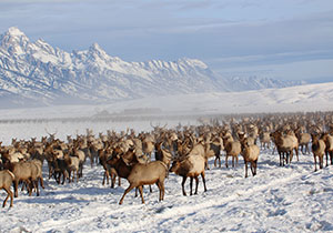herd of elk in snow with mountains behind them