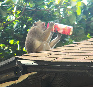 monkey sitting on a roof, drinking from a container