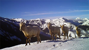 line of bighorn sheep walking on a snowy path in the mountains