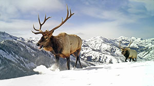 elk on a snowy ridge