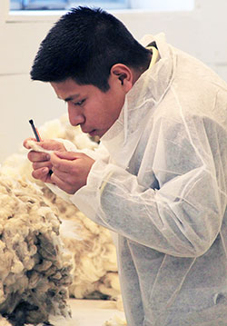 man studying wool fleece