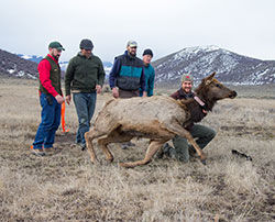 a group of researchers release a collared elk cow in the mountains