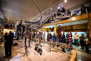 people looking at an apatosaurus skeleton
