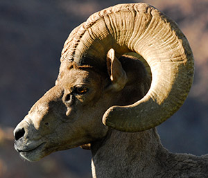 head photo of bighorn sheep