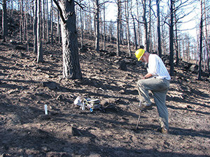 person digging on burned out hillside