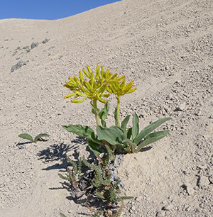 yellow flower in desert