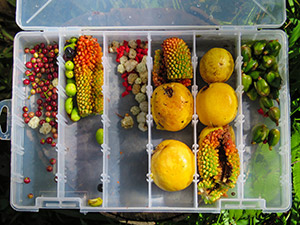 plastic box with fruits in compartments