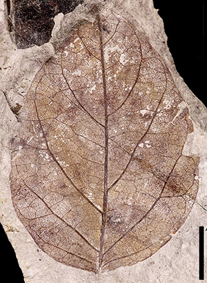 fossilized leaf