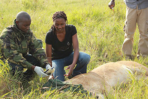 two people on the ground with a tranquilized lion