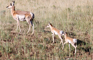 adult pronghorn with two baby pronghorn following