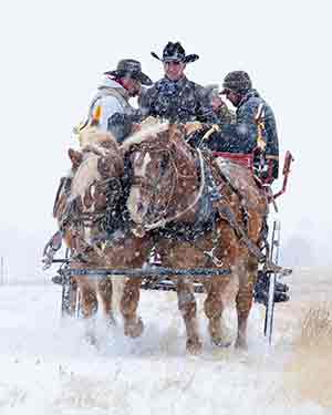 draft horses pulling a wagon in a snow storm