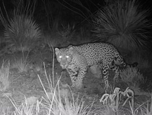 night time photo of a jaguar