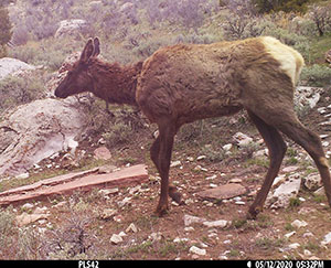 Trail camera photo of an elk